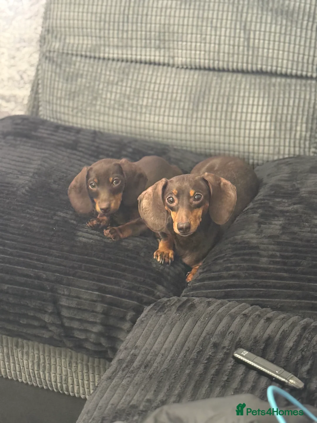 Miniature Dachshund dogs for sale: Adorable Miniature dachshund pup   - Advert 4
