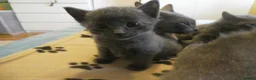 Russian Blue cats for sale: Last Russian Blue Boy - Advert 7