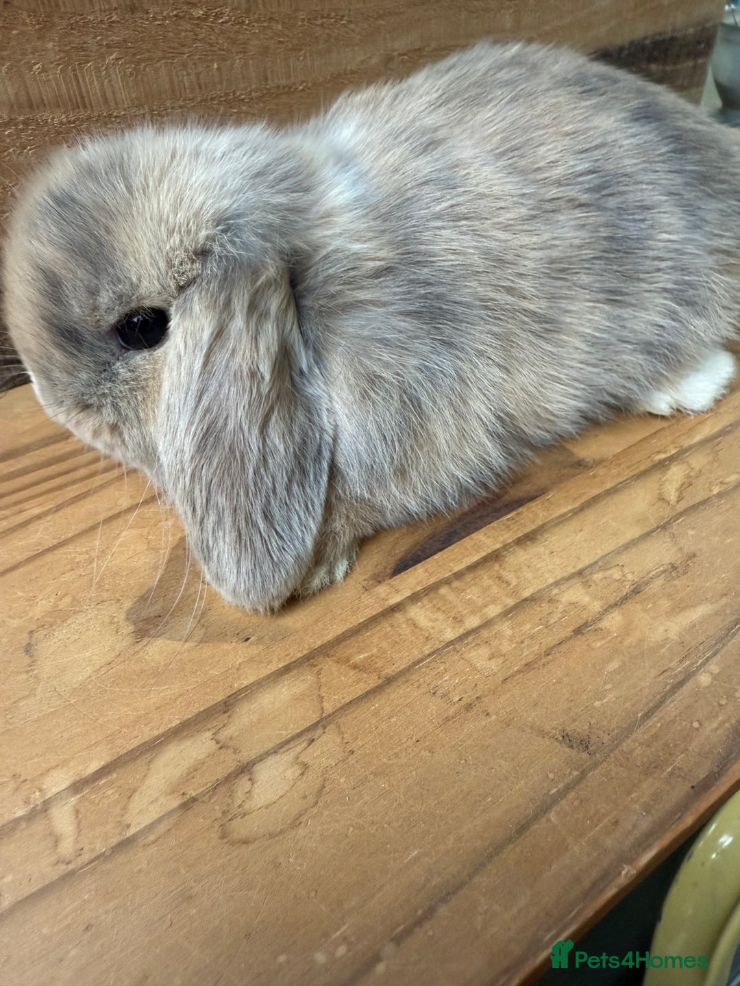 Mini Lop rabbits for sale: MINI LOP BUNNIES / PEDIGREE  - Image 8
