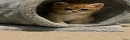 British Shorthair cats for sale: GOLDEN NY12 GRAND CHAMPION BLOODLINE  - Advert 26