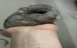 Chinchilla rodents for sale: Beautiful baby angora chinchillas  - Image 9