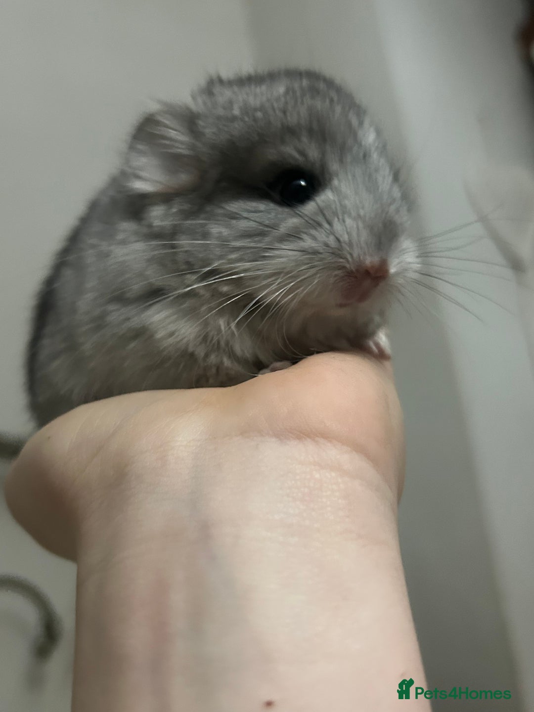 Chinchilla rodents for sale: Beautiful baby angora chinchillas  - Image 9