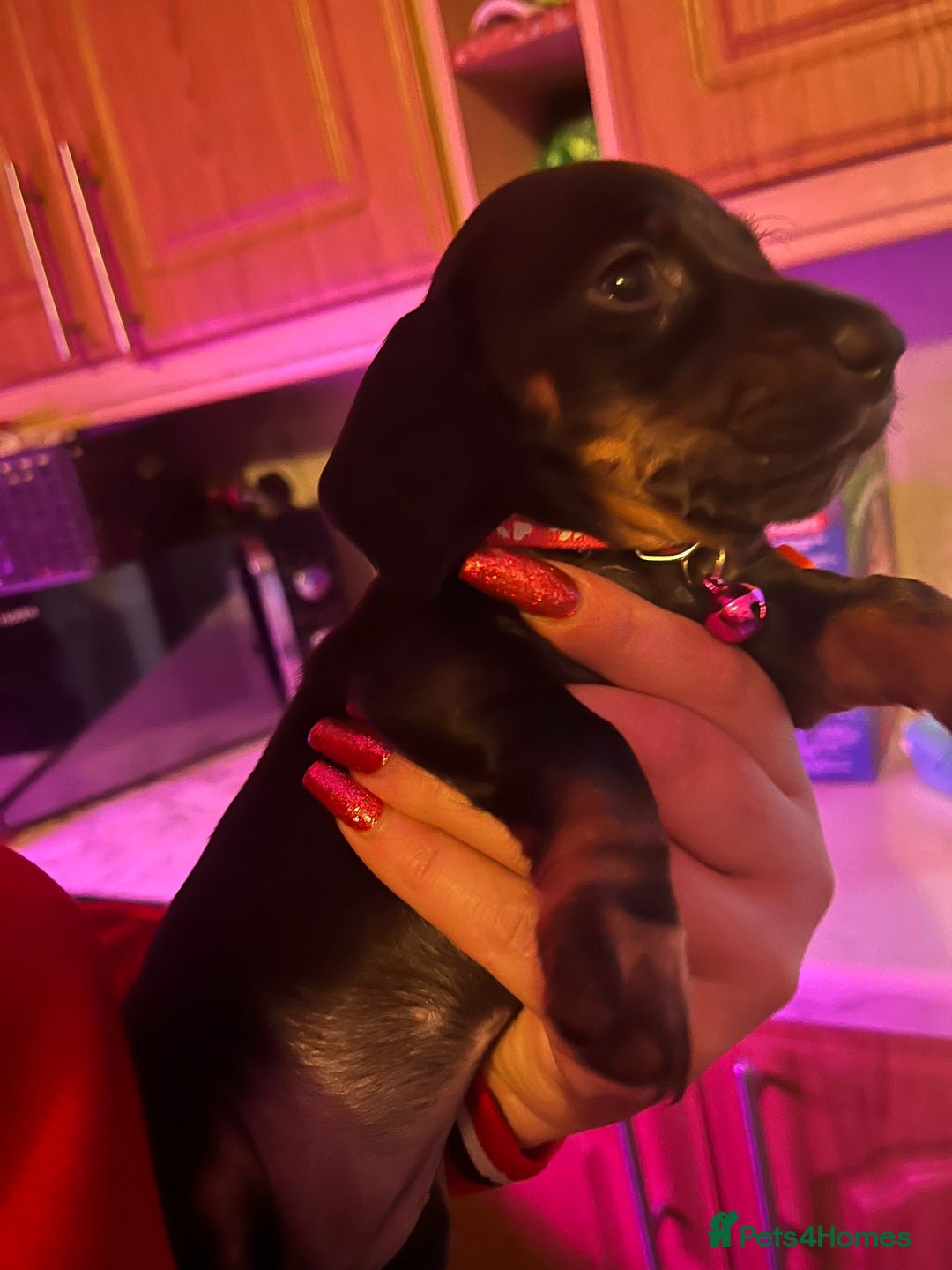 Miniature Dachshund dogs for sale: Puppies for sale miniature daschund  - Advert 5