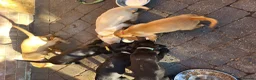 Springador dogs for sale: READY NOW Springador pups £850 - Advert 2