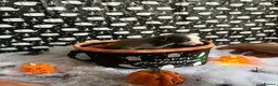 Whippet dogs for sale: Pedigree whippet puppies  in Crook - Advert 8
