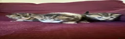 Mixed Breed cats for sale: 12 kittens available - Advert 25