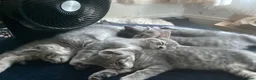 Mixed Breed cats for sale: Ragdoll x British shorthair  - Advert 6
