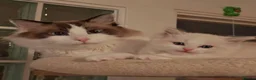 Ragdoll cats for sale: Purebred Ragdoll Kitten in Cardiff - Advert 2