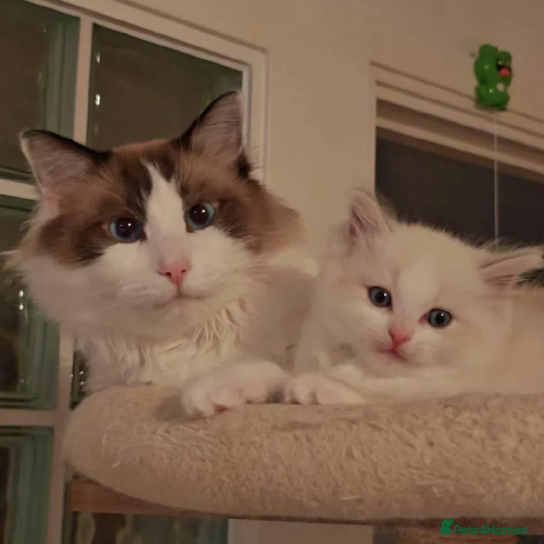 Ragdoll cats for sale: Purebred Ragdoll Kitten in Cardiff - Advert 2