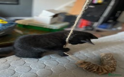 Domestic Shorthair cats for sale: Meet Skraps – Your New Snuggle Buddy! 🖤 - Image 3