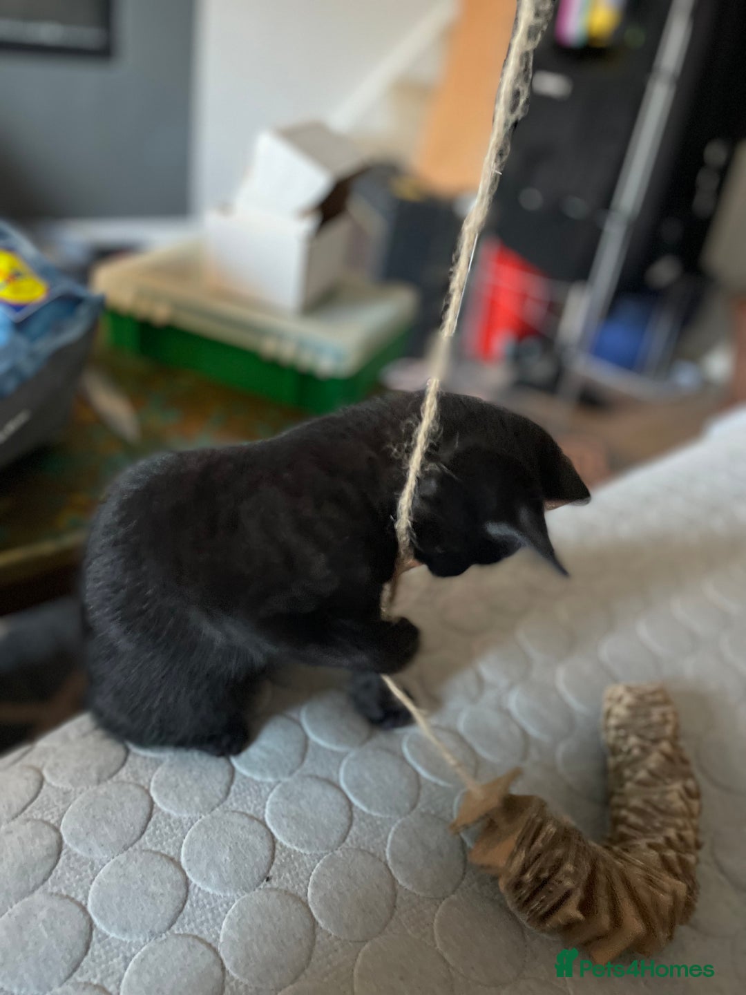 Domestic Shorthair cats for sale: Meet Skraps – Your New Snuggle Buddy! 🖤 - Image 3