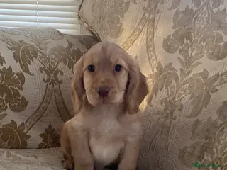 Cocker Spaniel dogs Beautiful cocker spaniel’s for sale - Advert 18