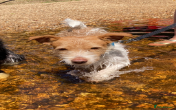 Mixed Breed dogs for sale: Wonderful JRT x looking for a caring new owner - Image 2