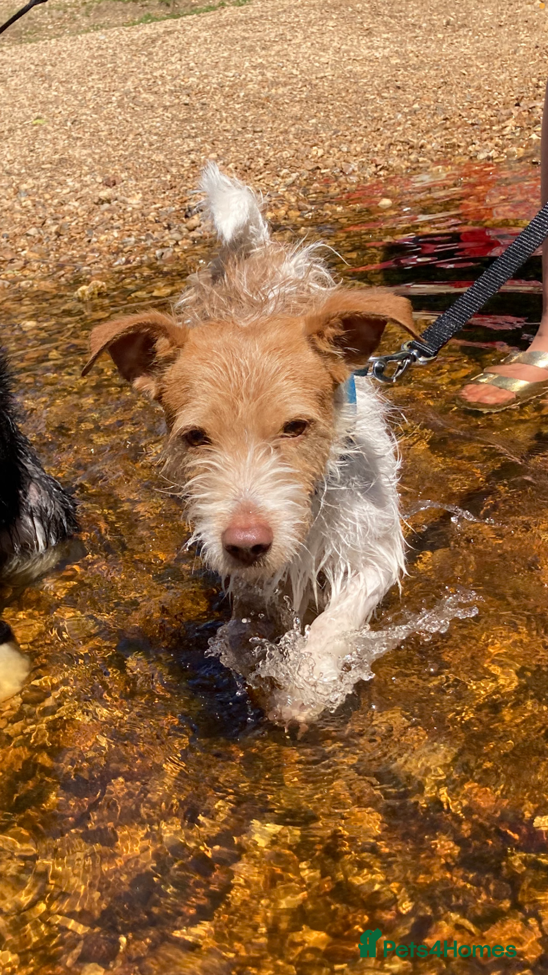 Mixed Breed dogs for sale: Wonderful JRT x looking for a caring new owner - Image 2