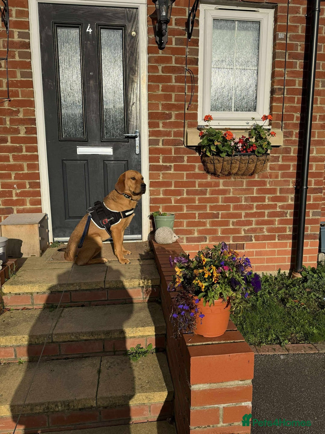 Mixed Breed dogs for adoption: Taz needs a perfect home  - Advert 7