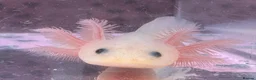 Axolotl reptiles for sale: Axolotl juveniles variety of morphs 3months old  - Advert 4