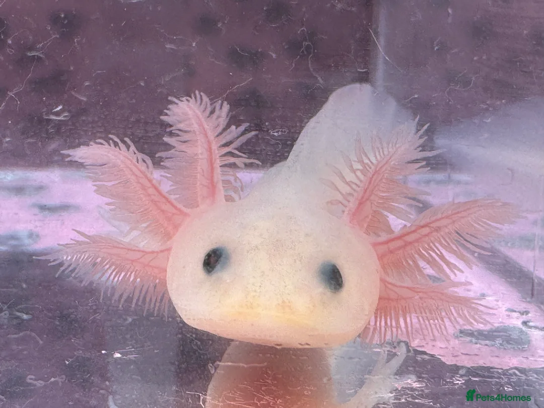 Axolotl reptiles for sale: Axolotl juveniles variety of morphs 3months old  - Advert 4