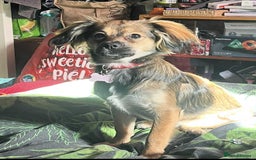 Mixed Breed dogs for sale: Beautiful female puppy.  - Image 2