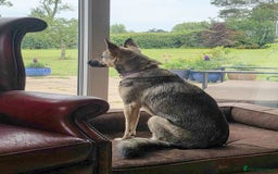 Mixed Breed dogs for adoption: FREYA - Looking for a loving, supportive home. - Image 18