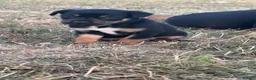 Australian Kelpie dogs for sale: Australian kelpies   - Advert 2