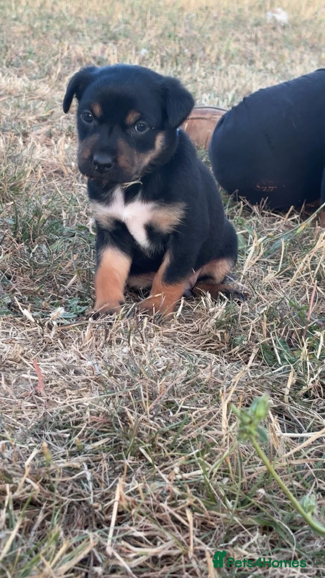 Australian Kelpie dogs for sale: Australian kelpies   - Advert 2