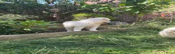 Samoyed dogs for sale: Stunning KC Samoyed female READY NOW - Advert 3