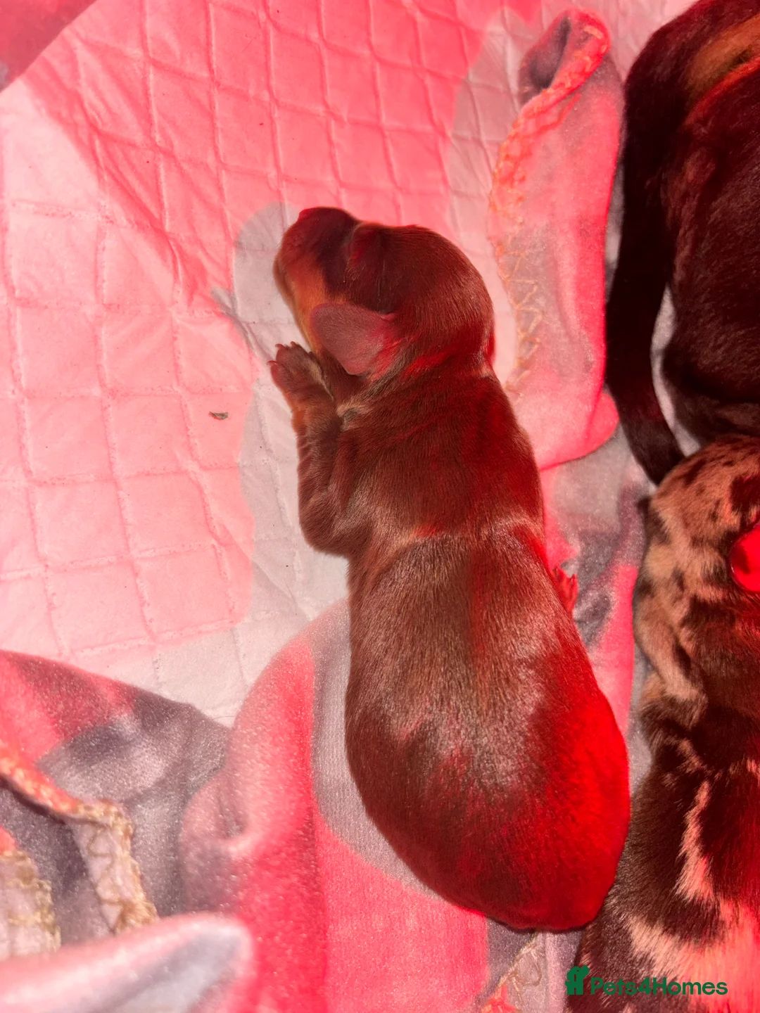 Miniature Dachshund dogs for sale: The sausage squad has arrived!  - Advert 2