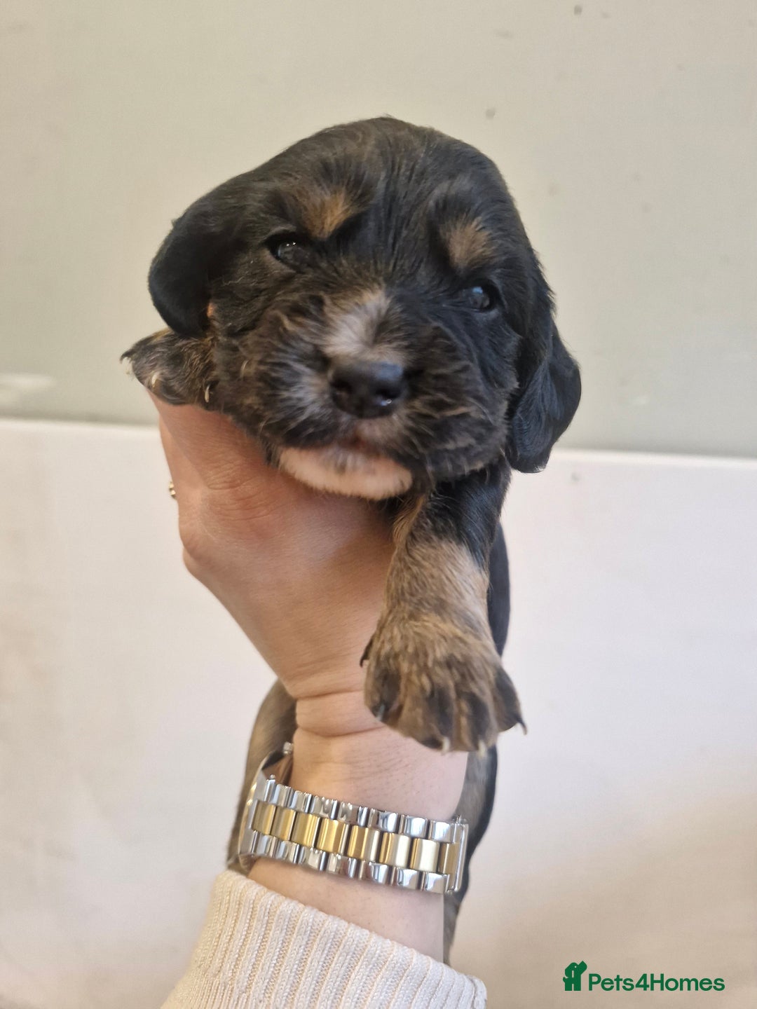 Sprocker dogs for sale: 🐾 Beautiful Sprocker Spaniel Puppies – £1000 🐾 - Advert 15