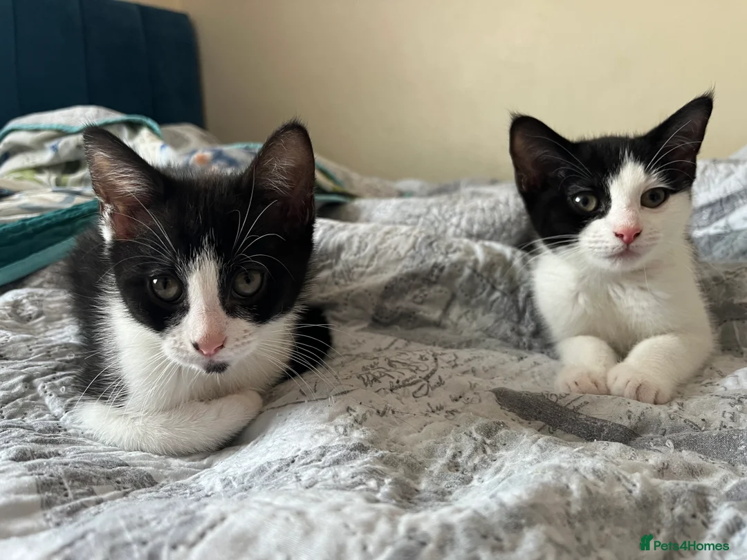 Mixed Breed cats for sale: 2 female kitten - Advert 1
