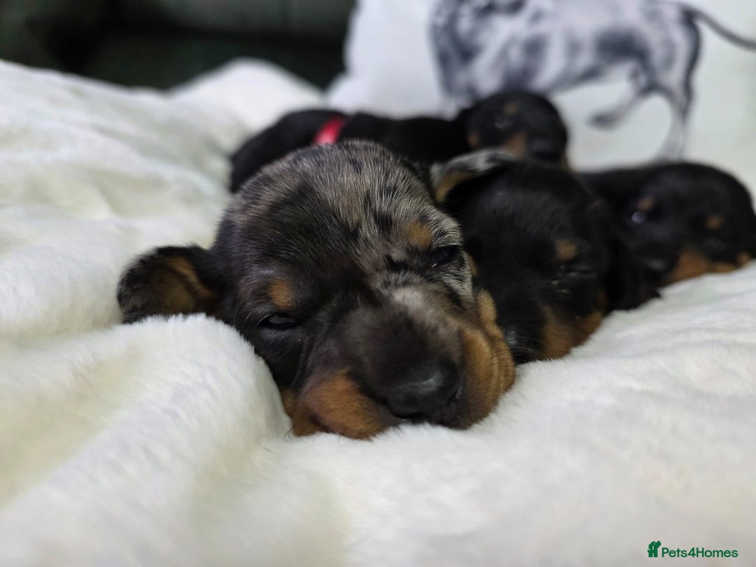 Dachshund dogs for sale: 4 Kc registred standard dachshund puppies  - Advert 12