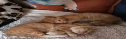 Mixed Breed cats for sale: Beautiful ginger kittens  - Advert 6