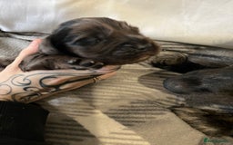 Cockapoo dogs for sale: 💫✨🐶🐾Gorgeous F1B Cockapoos🐾🐶✨💫 - Image 10