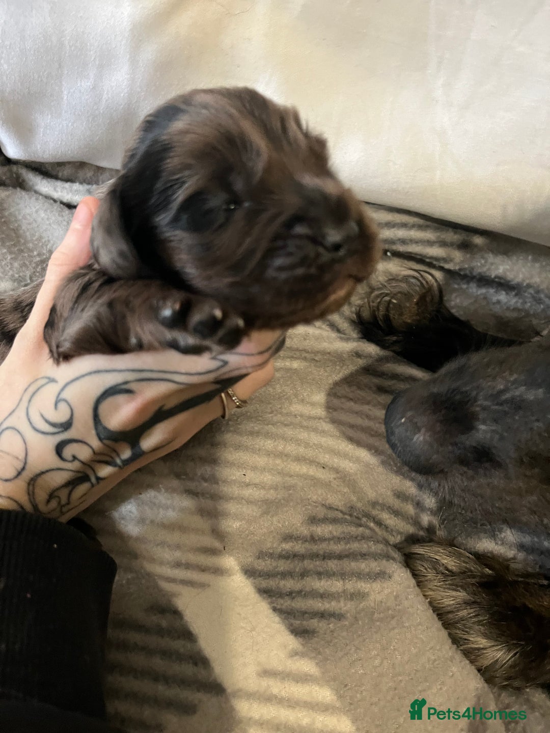 Cockapoo dogs for sale: 💫✨🐶🐾Gorgeous F1B Cockapoos🐾🐶✨💫 - Image 10