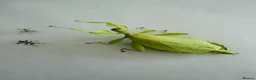 Stick Insects invertebrates for sale: SOLDOUT_Leaf Insect Nymphs(Phyllium philippinicum) - Advert 3