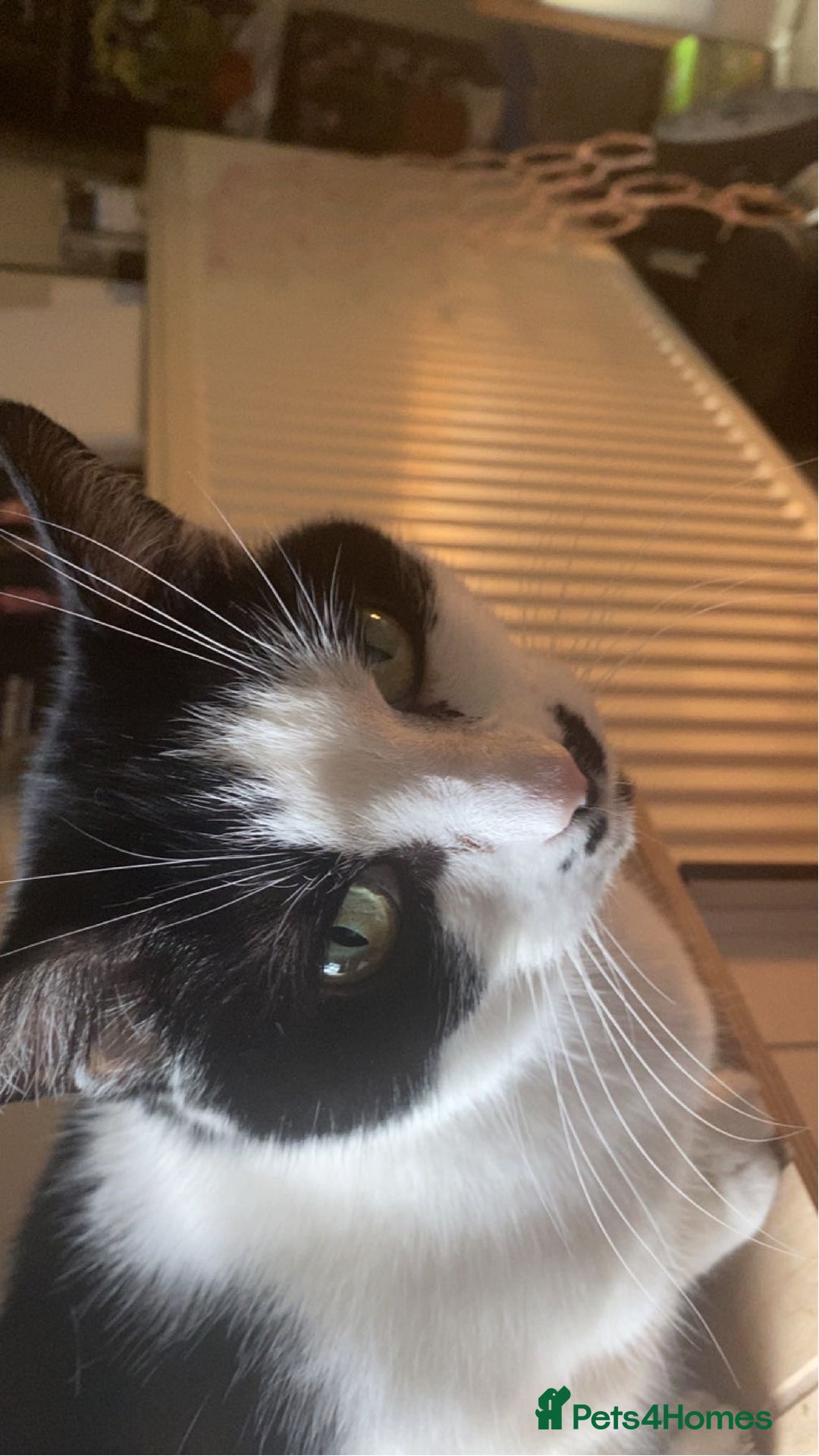 Mixed Breed cats for sale: Grandma Sierra  - Image 9