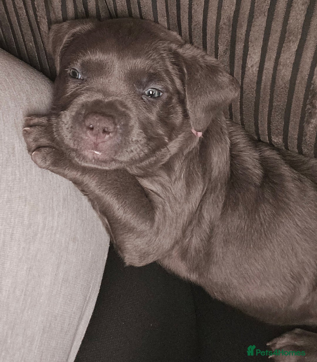 American Bulldog dogs for sale: Skye  - Image 1