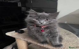 Mixed Breed cats for sale: Adorable fluffy kittens looking for a new home. - Image 13