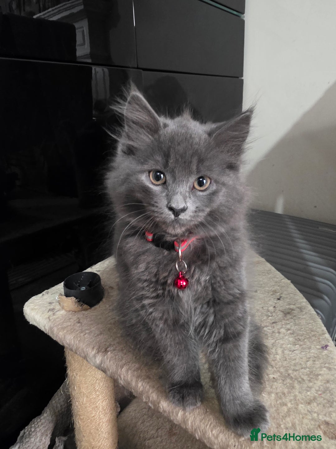 Mixed Breed cats for sale: Adorable fluffy kittens looking for a new home. - Image 13