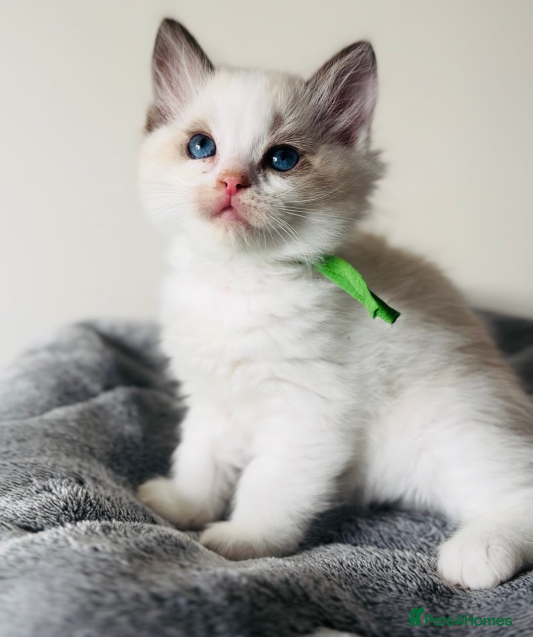 Ragdoll cats for sale: Stunning full pedigree EU Ragdoll kittens  - Image 4