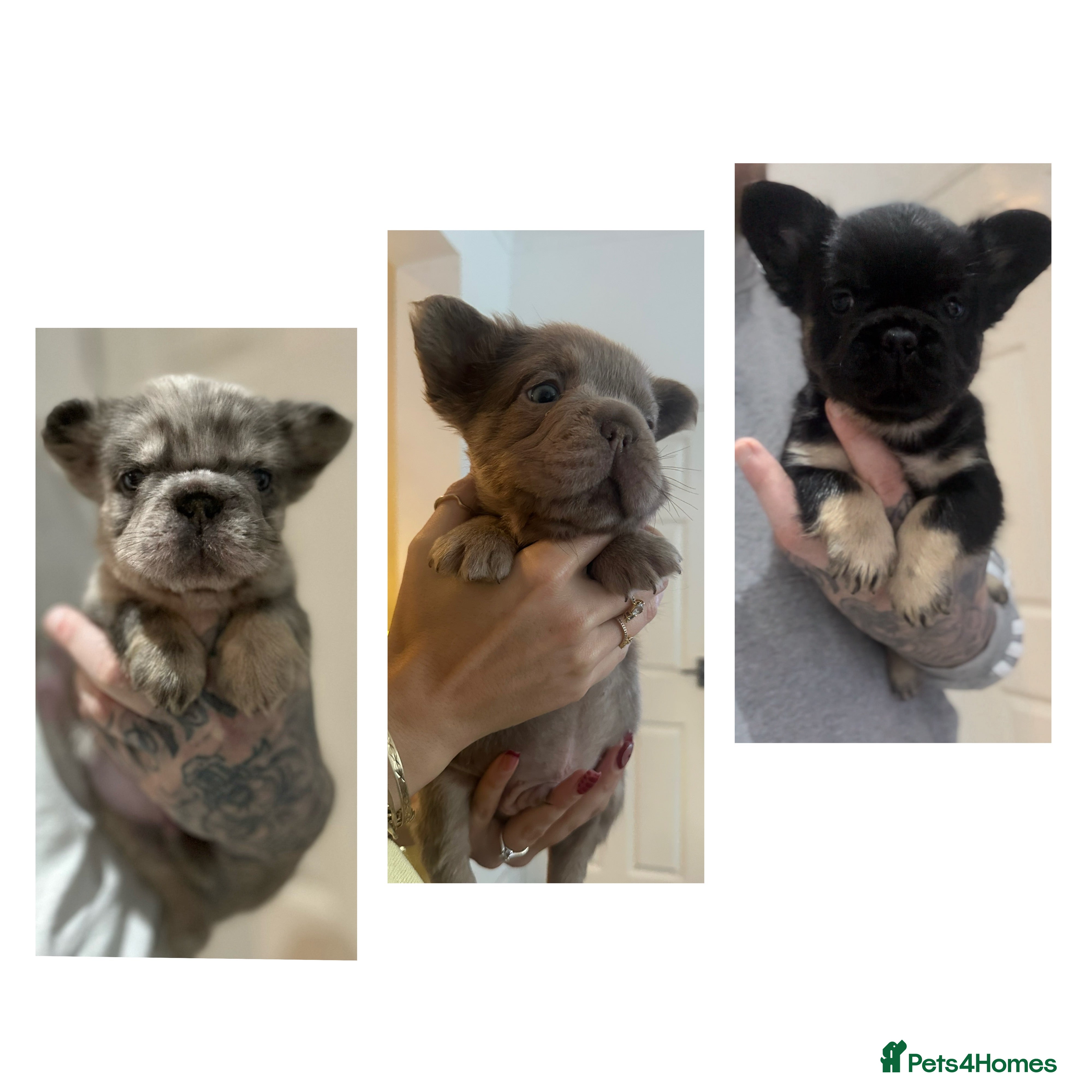 French Bulldog dogs RARE FLUFFY FRENCHIES! LAST 3 LEFT!!!! - Advert 2