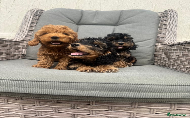 Cockapoo dogs - Advert 3
