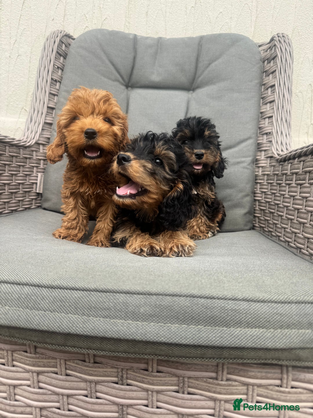 Cockapoo dogs for sale: F1 pra clear Cockapoos (council licensed breeder) - Image 1