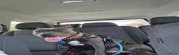 Staffordshire Bull Terrier dogs for sale: Rocco - Advert 29