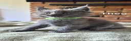 Maine Coon cats for sale: Maine coon pedigree kittens  - Advert 6