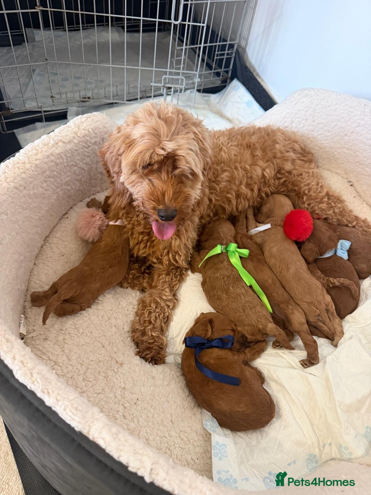 Cavapoo dogs Adorable Cavapoo puppies  - Advert 2