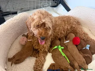 Cavapoo dogs Adorable Cavapoo puppies - Advert 2