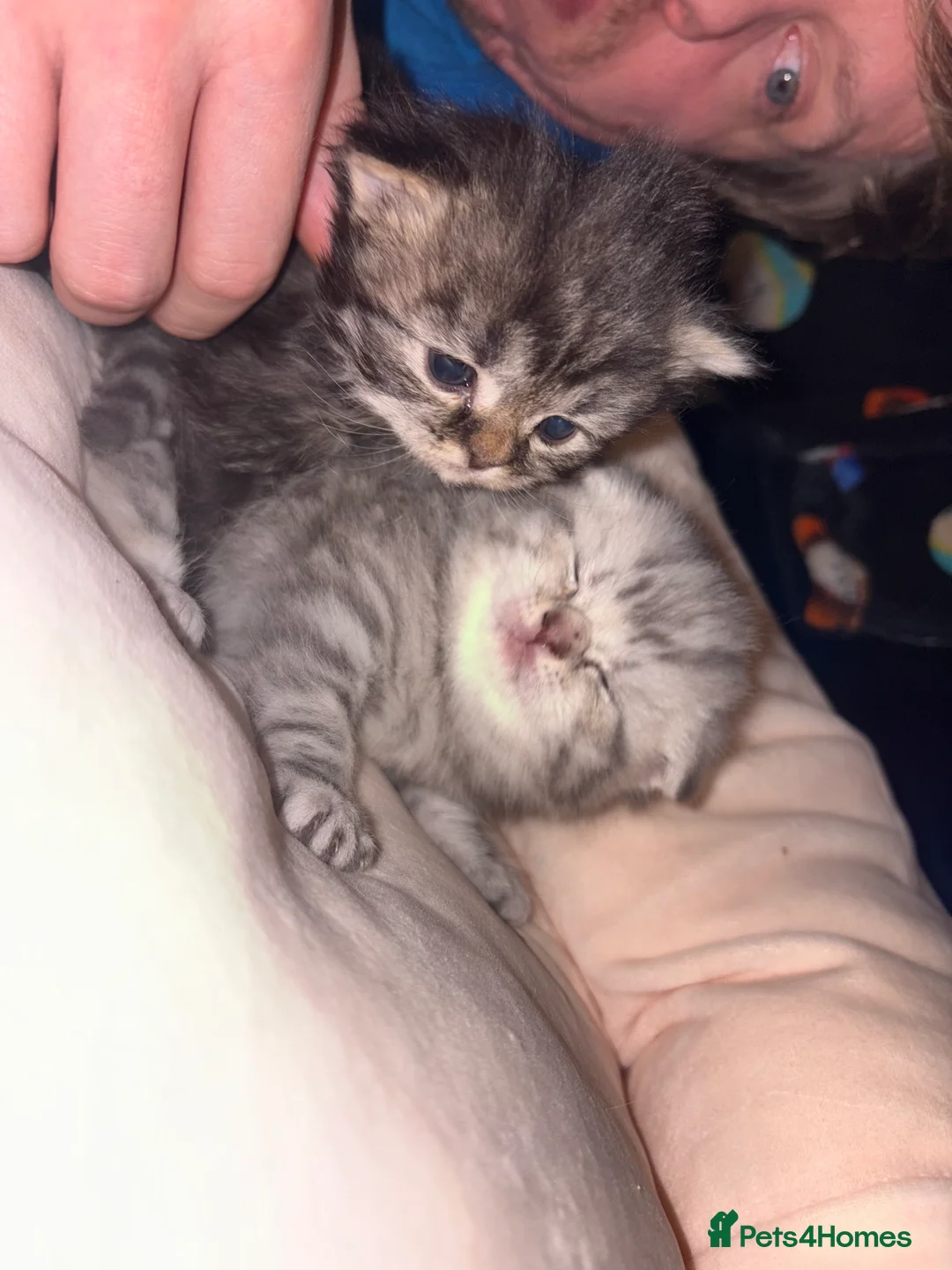 Scottish Fold cats for sale: Absolutely unreal Scottish fold x BSH litter!  - Advert 9