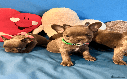 French Bulldog dogs for sale: Adorable Puppies Looking for a New Home! - Image 22