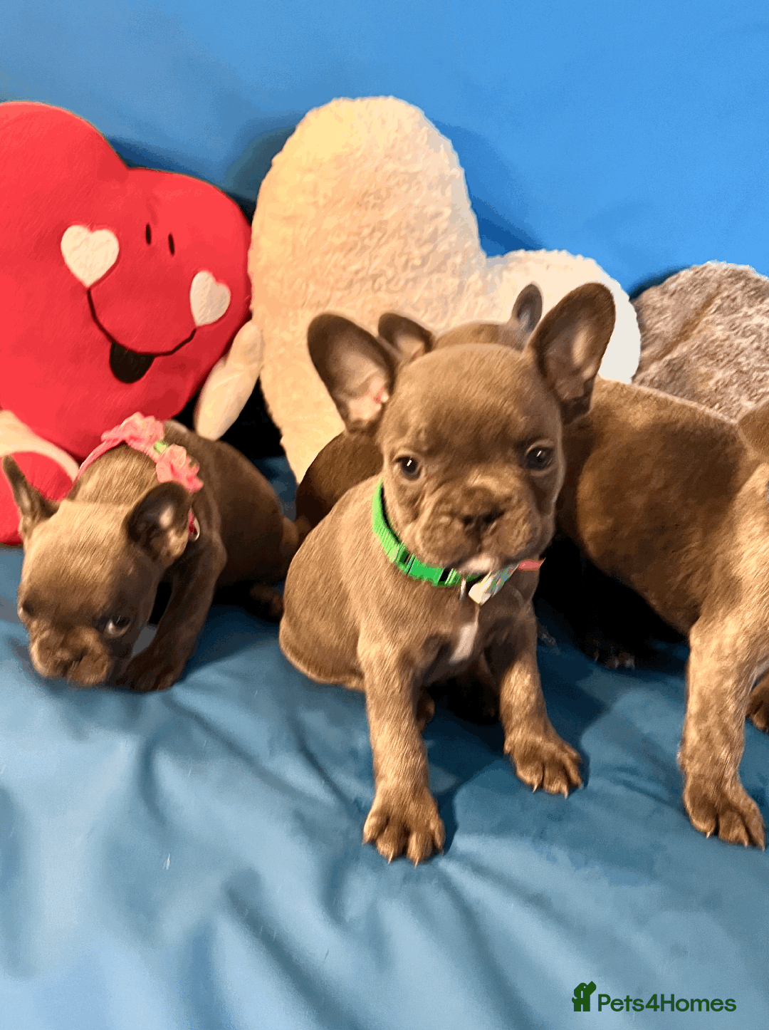 French Bulldog dogs for sale: Adorable Puppies Looking for a New Home! - Image 22