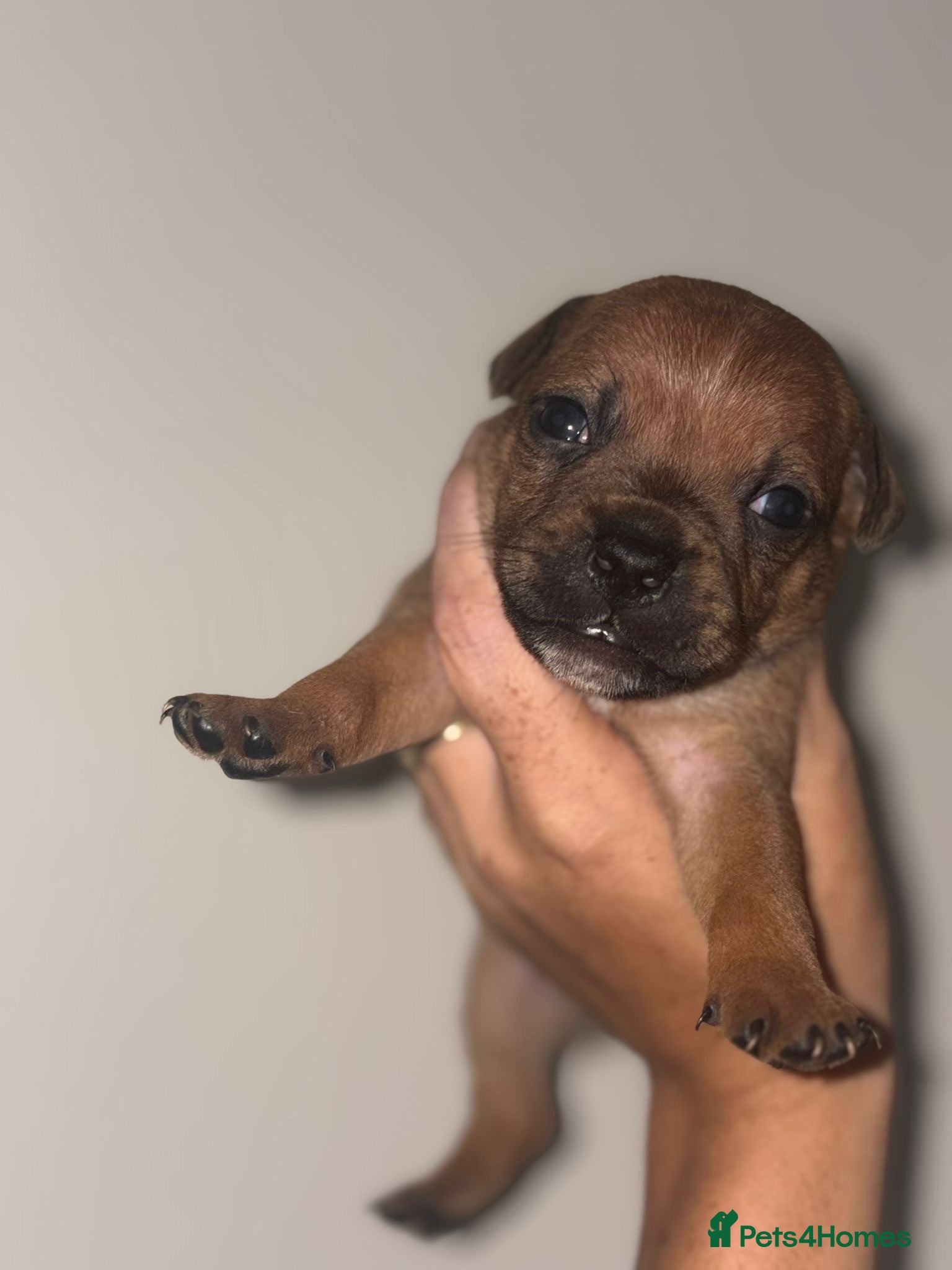 Staffordshire Bull Terrier dogs KC Red Staffordshire Bull Terriers ❤️🏆🩸 - Advert 2